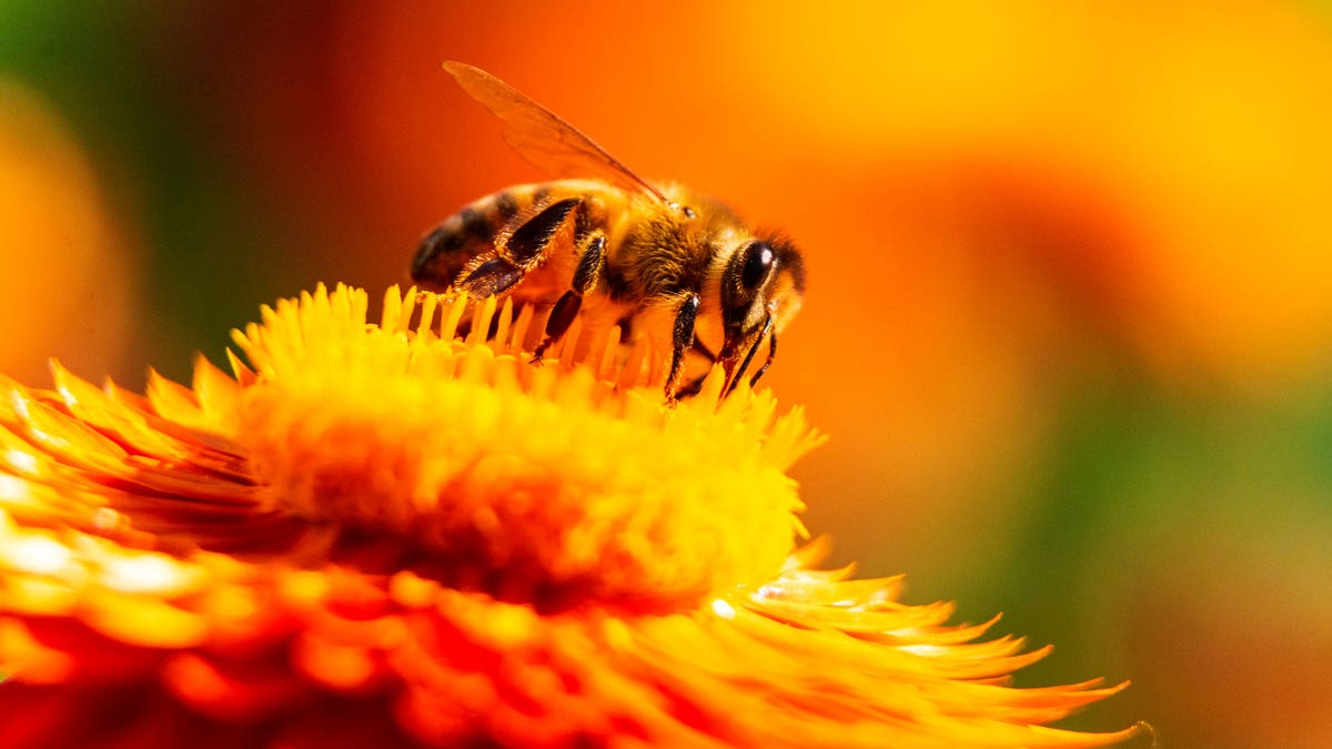 Foreground of bees