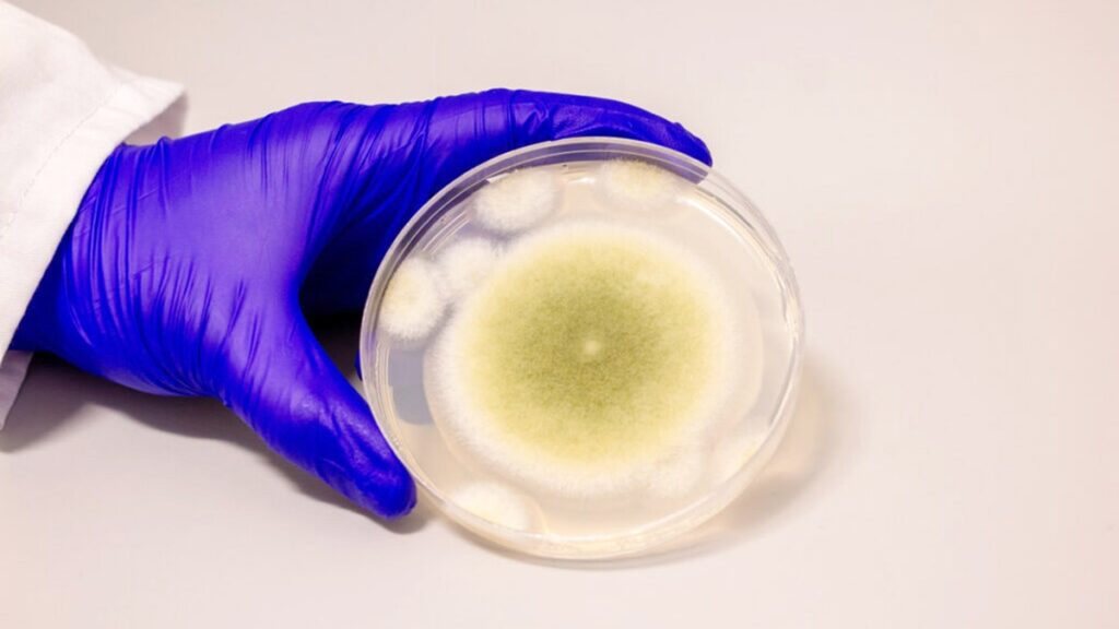 The fungus of the old "Pharaoh" curse "shows a promise to kill cancer cells