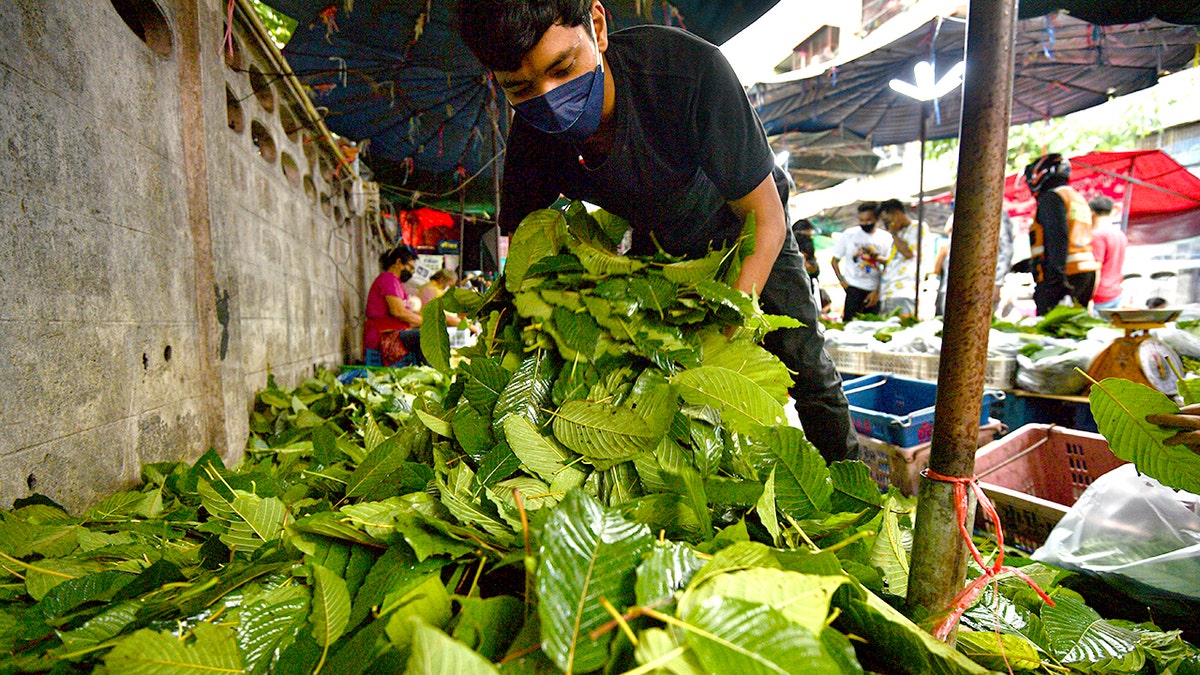 A pile of kratom leaves is seen at a stop at the Bangkok market on September 11, 2021 in Bangkok, Thailand. Kratom is derived from the leaves of a tree (Mithragyna Speciosa) found in the regions of South -East Asian.