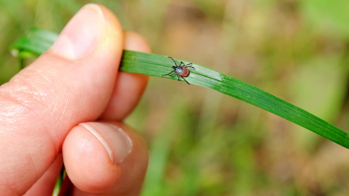 Doctors reveal key signs of Lyme's disease as the tick season intensifies across the United States